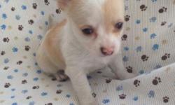 2 Beautiful chihuahua pups. 8 weeks old. 1 short hair female and 1 long hair male. Will be up to date on shots and deworming. Ckc registered. Family raised with children and other pets. Parents are 2 1/2 lbs and 4 1/2 lbs. These pups are estimating to be