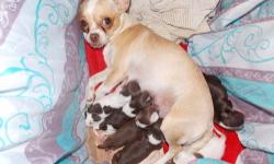 I have six beautiful chihuahua babies. 2 Females and 4 Males. I'm now excepting deposits to hold the puppy of your choice. They are applehead chihuahua's, mom is 5pd cream/white, dad is 4pd chocolate long hair. They will be small. They will have shots and