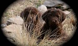 Our 2013 litter of CHOCOLATE LABRADOODLES has arrived! Nine perfect little pups ready to be adopted August 24, 2013. First generation half Lab, half Standard Poodle - the PERFECT mix! Will come with vet health certificate, first shots, health guarantee,