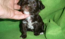 Beautiful Dark Chocolate/white female. Ready to go at 10 weeks old. Born 12.31.12. Vet checked, will be UTD on shots, wormed, vet checked. Delivery options available (fee) Deposit to hold