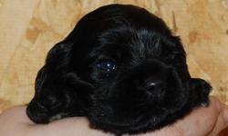 New Years Puppies!!! DOB- 1-1-13
Beautiful Cocker Spaniel Puppies-
1 Chocolate Female
2 Black Males
1 Black and Tan Male
$500.00- Accepting depositsof half now-
Ready to go Valentine's Day
What a great present for your sweetheart or loved one!!!
If