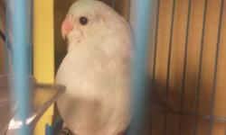 I am looking to trade a young Dilute Blue Parrotlet male for a friendly hand tame Cockatiel. I prefer white face normal, or white face cinnamon, or wf pearl. My parrotlet is easy to handle but not hand tame. The cockatiel must be young and very friendly.