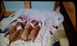 BEAUTIFUL ENGLISH BULL TERRIER PUPPY FOR SALE
HAVE 4 PUPPIES 3 MALES 1 FEMALE. PUPPY,S WERE JUST BORN ARE IN EXCELLENT HEALTH, LOOKING FOR GOOD HOME.S . DOGS WILL BE SOLD WITH PAPERS (DRA CERTIFIED) SHOTS, THEY ARE LOVEING AND PLEASANT PUPS LOOKING FOR