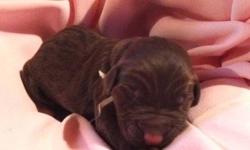 To see this beautiful litter of 12 puppies (6 male & 6 female) go to.... www.upstatenylabradoodlepuppies.weebly.com