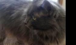 Free to good home only. Adult female maine coon loves people adjusts well to other cats. She is fixed, de-clawed litter trained and loves to talk once she's comfortable w. people. My son is moving home and is allergic to her. She is a very lovable large