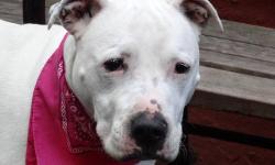 Pepa is located at Manhattan Animal Care and Control. I am not affiliated with them. For more info about Pepa or to see her current status, copy/paste this link: