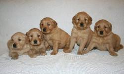We have some very precious puppies that would love to become a part of your family...some that are lighter golden and we also have the darker golden coloring,very adorable!
We specialize in raising purebred golden retrievers with outstanding temperaments