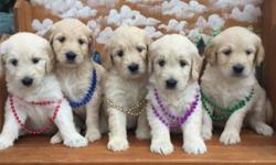 We are very pleased to share these Goldendoodle puppies with you. Super temperaments,
excellent health history. Pups are family raised
and loved, we want only the best forever homes for
these precious puppies. There are 5 females and 6 males. Born