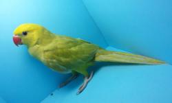 PARROTLET AVIARY IS PROUD TO PRESENT A BRAND NEW BIRD ADDITION TO OUR AVAILABLE FOR ADOPTION BABIES.
THE FOLLOWING BIRD REPRESENTED IN THE PICTURE IS A VERY RARE COLORED, GREEN LACEWING RINGNECK PARROT. THIS SUPERB BEAUTY DOES'NT BITE, AND IS SUPER SWEET.