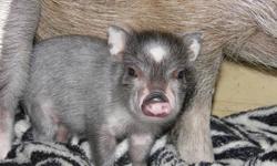 Bhu is a micro-mini pig (Juliana/MicroMini PotBelly). Bhu is 9 months old, 12 inches tall, 25 pounds. His father was under 20 pounds at maturity and his mother, a purebred Juliana, was 30lbs at maturity. You can see pictures of parents on the breeders