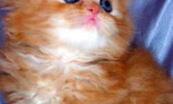 CFA registered Himalayan kittens . Current on vaccinations and ready for new homes now. Blues, seals, flames, and tortise . CFA registered Persian kittens Reds and cream males. 450 dollars includes delivery to some areas
References available. Email for