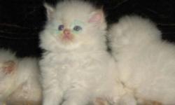 Beautiful CFA registered Himalayan kittens 9 weeks old and ready to go. Current on vaccinations. Health guarantee. Ready May 16th. Delivery to some areas of Pa and NJ. Flame and cream point males, blue cream females