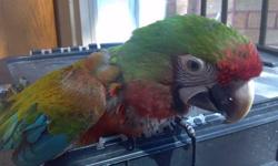 I am currently in the process of selling a baby Shamrock macaw. This is a hybrid macaw it is a cross between a scarlet and a military macaw.
Asking $1350
if you are interested you can contact me:
call/text 347-231-3031
http://tropicalbirdies.webs.com/