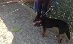 Peaches is a one or two year old female Kelpie mix at the Town of Babylon Animal Shelter in West Babylon, NY. She is 35 - 40 lbs., and very loving, active and puppyish. Her teeth are absolutely perfect! She is extremely affectionate and is looking for