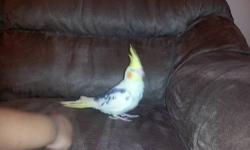 I have 4 bbys that just hatched. they will all be hand raised by my father and they are beautifull.they are yellow latino cockatiels. my name is angelo please call me asap if you are interested. 516 782 2587 thank you!