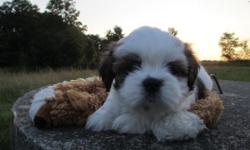 Beautiful Lhasa Apso puppies. 3 females 2 males. 7 weeks old.Home raised. First shots. Party colored. Registered. please call Patty at 315-845 1767.