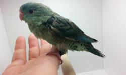 Super sweet tame baby linnie available. Its a turquoise split creamino. Great as a pet or prospective breeder. Never bites and loves to cuddle, and play. My 2 year old daughter just adores playing with her. At the moment he is on two handfeedings per day