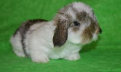 We have a few litters of mini lop babies available for deposit. Please contact us if you would like to reserve a bunny.