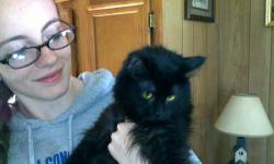 Sheba is an all black long haired angora female.She would make a wonderful pet for a family or single person. We found Sheba awhile ago down our dirt road all alone.She is very playful. A little shy but lovable. Loves being brushed and held. She has had a