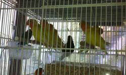 I HAVE SOME VERY NICE LOVE BIRDS FOR SALE,THESE ARE ALL YOUNG BIRDS BUT NOT HAND FED OR TAME !!!JUST VERY NICE CAGE PETS
LUTINO PEACH FACE $80.00 each
BLUE MASK $70.00 each
FISHERS $65.00 each
NORMAL PEACH FACE $55.00 each
call BIRD SHOP 718-388-0504