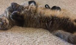 Allergy free gorgeous Maine Coon 6 year old female cat needs a loving home. My work includes too much travel and she is alone all the time. She is loving and social and wants to be around people to keep you company. Winnie loves to be scratched behind the