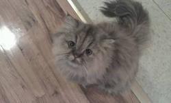 this beautiful male persian cat is very calm, and loving. If you are looking for a great companion, or add a member to your family, this is a great choice. If you are interested please call (718) 316-8356. Ask for Arturo.
