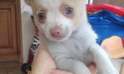 Beautiful cream and white tiny long hair chihuahua male puppy. 10 weeks old. Ready to go to his forever home. First set of puppy shots and dewormed. Estimating 3lbs full grown. Will be ckc registered. Very cute and playful. Raised with children and other