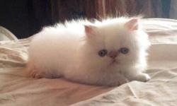Offering a beautiful Male Flame Lynx Point HIMALAYAN PERSIAN KITTEN. Cat Fancier's Assoc.(CFA) Registered; 16 weeks old and ready to go to his new home! $600 - Pet Price. Father is a Grand Champion. Hand raised - very playful, friendly and loving.