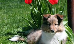 Denver is a handsome boy with a full coat of beautiful Sheltie fur. He gets many compliments on just how handsome he is. This boy is all show and then some! His sire is a European show dog that has been imported to the United States, and his dam is a