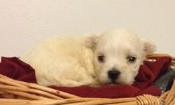 I HAVE 3 BEAUTIFUL MALE MALTESE PUPS AVAILABLE EMAIL OR CALL ME TO SET UP AN APPOINTMENT TO SEE THEM