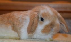 We have Baby mini Lop Bunnies that will be ready to go just in time for Easter! Please Visit our website @ www.cloverleafcornersrabbitry.com