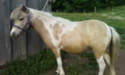 Bella
World Class registered. 34" buckskin pinto DOB 6/5/06. She is a sweet girl, no trouble, gets along with other horses & animals. Very nice coloring, walks good on lead, no trouble with farrier. $800.00