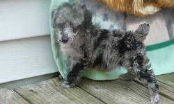 A litter of beautiful mini poodles arrived June 11th. Mom the dam is a blue merle and dad the sire is a black and white tuxedo with merle behind him.
1 Female -Blue merle ( Pics #1,#2) and 3 males , cream , Tri-silver merle, chocolate merle .
ALL are