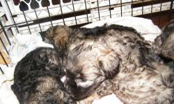 4 beautiful pups..2 males/2 females, just turned 8 weeks old, first shots, dewormed, flea free. Vet checked with proof. Looking for exceptional homes for these sweet babies. Schnoodles, like their parent breeds, shed very little. This results in less pet