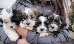 Hi, there!
Thanks for dropping by and showing your interest in the puppies!
I have 5 Morkie puppies left for sale. Some of them were born on 11/25/2012 and some on the 11/26. 3 females, 2 males. 2 different mommies, same daddy.
Unlike puppies you see at