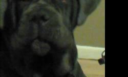 Beautiful Large Neapolitan Mastiff with papers. 9 Months old, 90 - 100 lbs. Born on August 8th. Housebroken and Crate Trained. Knows commands - Good with other dogs, adults and children. Sweet and affectionate girl will be an excellent guardian of family