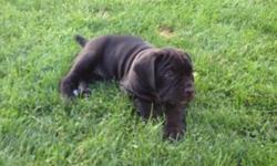 I have two black Neapolitan mastiffs that will be 8 weeks and ready to go home July 10th,2014. They are currently up to date on shots and warming. Pups are ack registered and both parents on site one pup has four white tipped paws