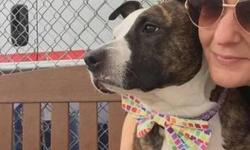 Meet Princess. This lovely american staffordshire terrier was surrendered due to personal problems on the part of her caregiver. From the length of her nails, it looks like she could use some TLC. At 9 yrs of age, she still has plenty of good years ahead
