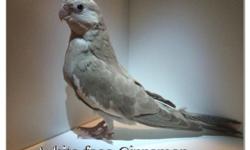 Hi I have new beautiful cockatiels they are 3 months old, adorable hand tame, ideal for kids they don't bite at all and they are looking for new home for more information you can text me or call me 3478243238