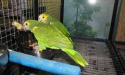 Beautiful Pair of Yellow Shouldered Amazon.
Bonded, Healthy, and Fully Feathered.
Asking $1475.00 O.B.O.
Call or Text for more info: 315-256-8196
Thank you!