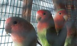 Beautiful peach-faced lovebirds available in pairs - $100 for a pair. I have a number of birds currently available: all pairs are between the ages of six months to one year old, and have brilliant coloring. Call for more info. Grace 845-386-8063.