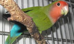 Green Peach Face. Not tame. Unsexed. Loves to play around but is flighty. It is about 7 months old. Healthy.
New cage available $40
Used cage available $20
No shipping
Local delivery can be arranged