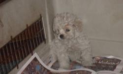 6 beautiful peek-a-poo puppies dad is black/white toy poodle mom is sable peekanese. very good temperments. have had first shots and wormings. 315-276-0243 $400