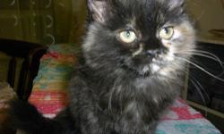 We are selling beautiful Persian kitten, The kitten is tortie in color she has a black body with brown streaks, Her face is half black and half brown. The kitten is three months old. She has bright blue eyes. She is litter box trained. The kitten is very
