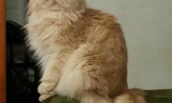 Beautiful pure breed Persian female cat looking for a loving forever home. She is very loving. One year old. Will only give to someone who will get her spayed. Call 718 300 8758.