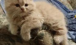 Born to pure breed persian parents. Very cute and cuddly. 8 weeks old. Ready to go to her new home. Call 718-300-8758 for more information.