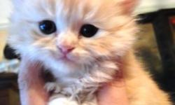 We have 5 very beautiful Persian kittens.Very docile kittens with a calm, laid back attitude and a very good temper. They like attention and they will be very affectionate and loving to their new owners. They are very active and are considered more often