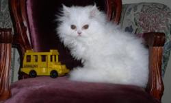 Beautiful White Persian babies. Vet. checked and first shots given. The parents are CFA registered. My adults and babies are never caged. They are raised underfoot. Their registration papers will be given when proof of spay or neuter is shown from your