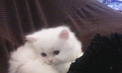 The Purrfect Designer Companion!!! Reserve now!!!
We have new kittens available in time for the Holidays!.
Available Persians:
Ex Small Gold Shaded female ready to go now!
Silver Shaded Tabby Persians ready in time for Xmas!
White Doll Face Persians 3