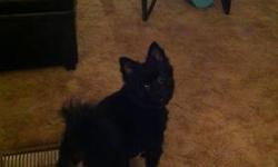 Beautiful black pomeranian boy he has record. He is 2 yrs old great witkids an animals will go with kennel n food